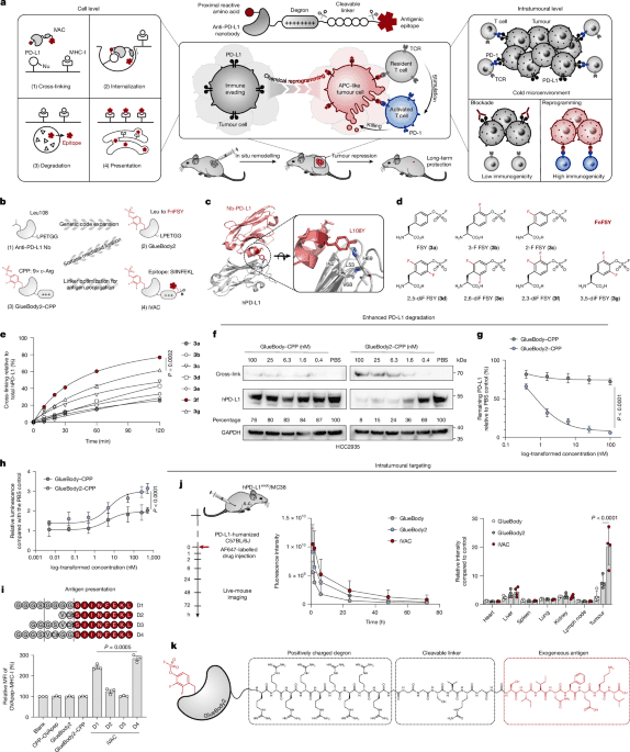 Intratumoural vaccination via checkpoint degradationcoupled antigen presentation - صورة مميزة صورة مميزة: Intratumoural vaccination via checkpoint degradationcoupled antigen presentation